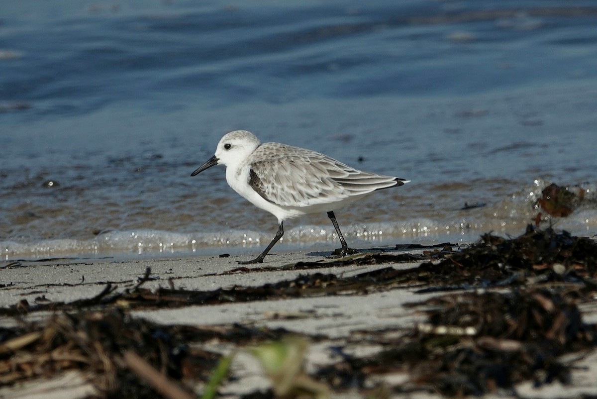 Sanderling - deborah grimes