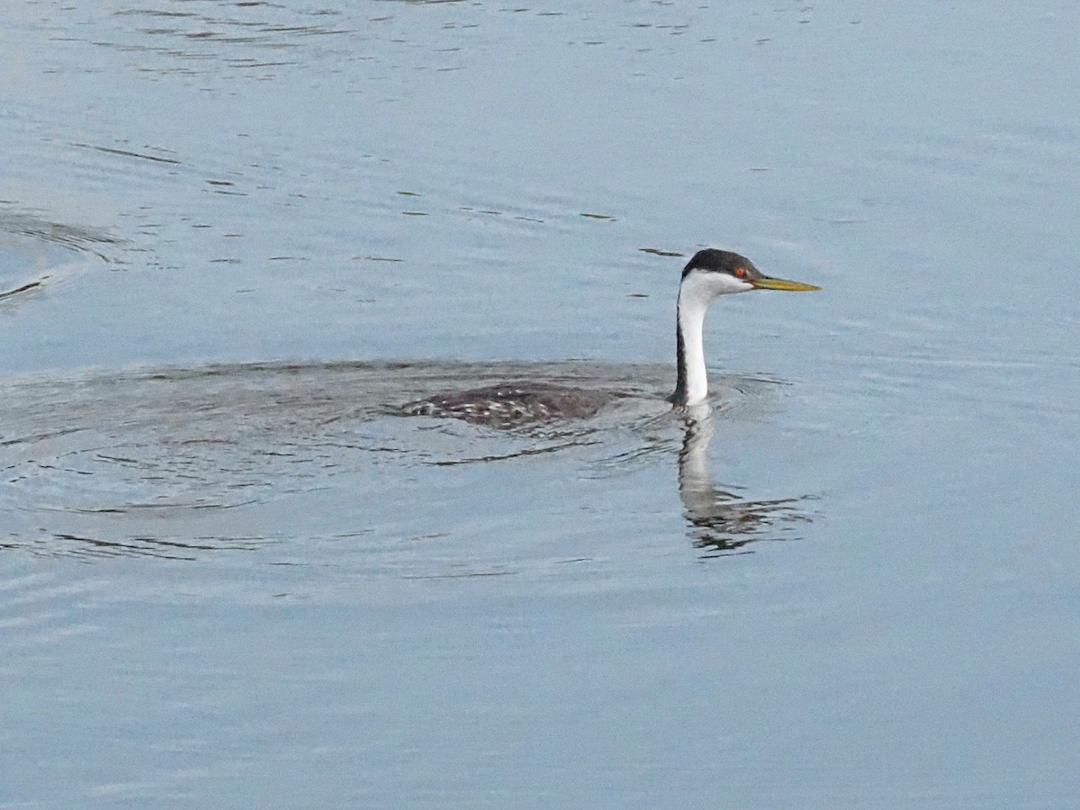 Western Grebe - ML624522951