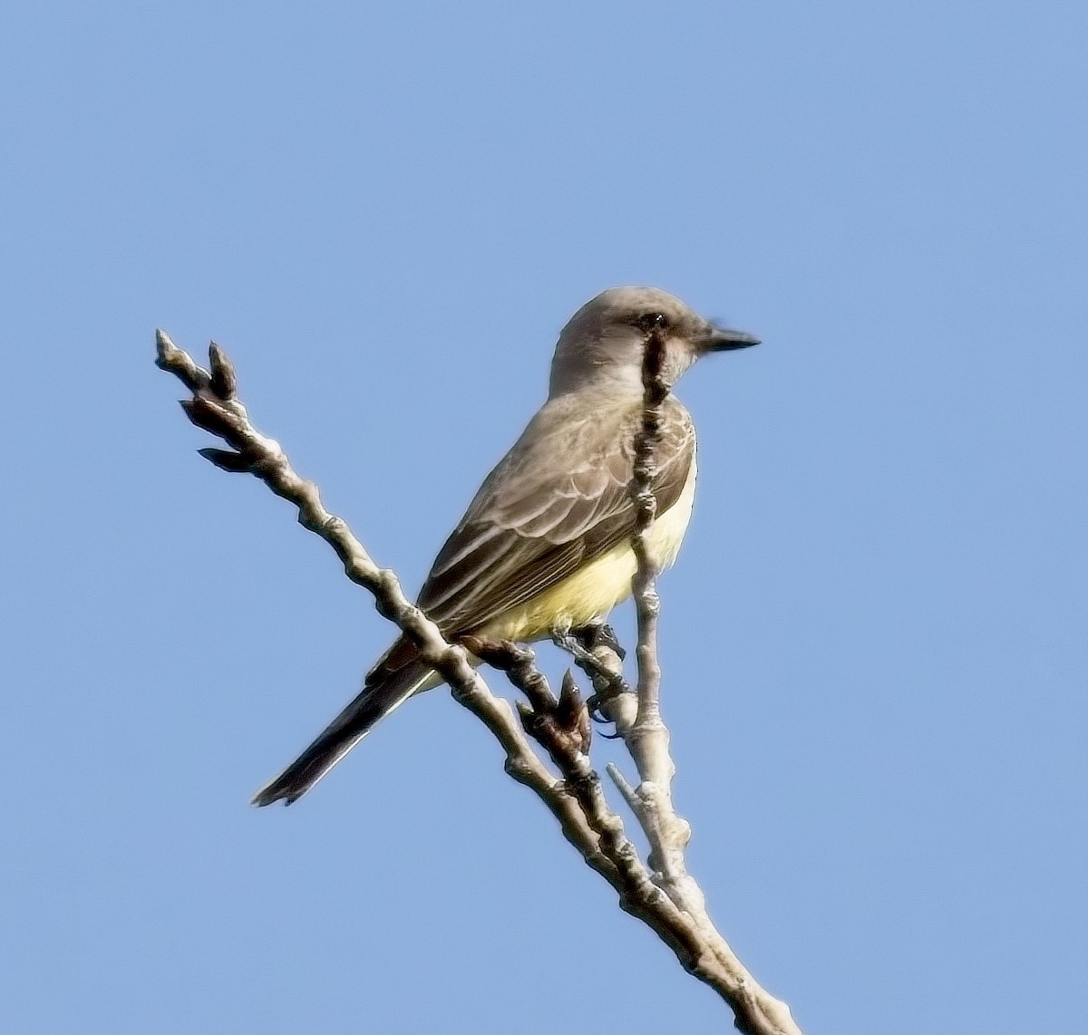 Western Kingbird - Michael Yellin