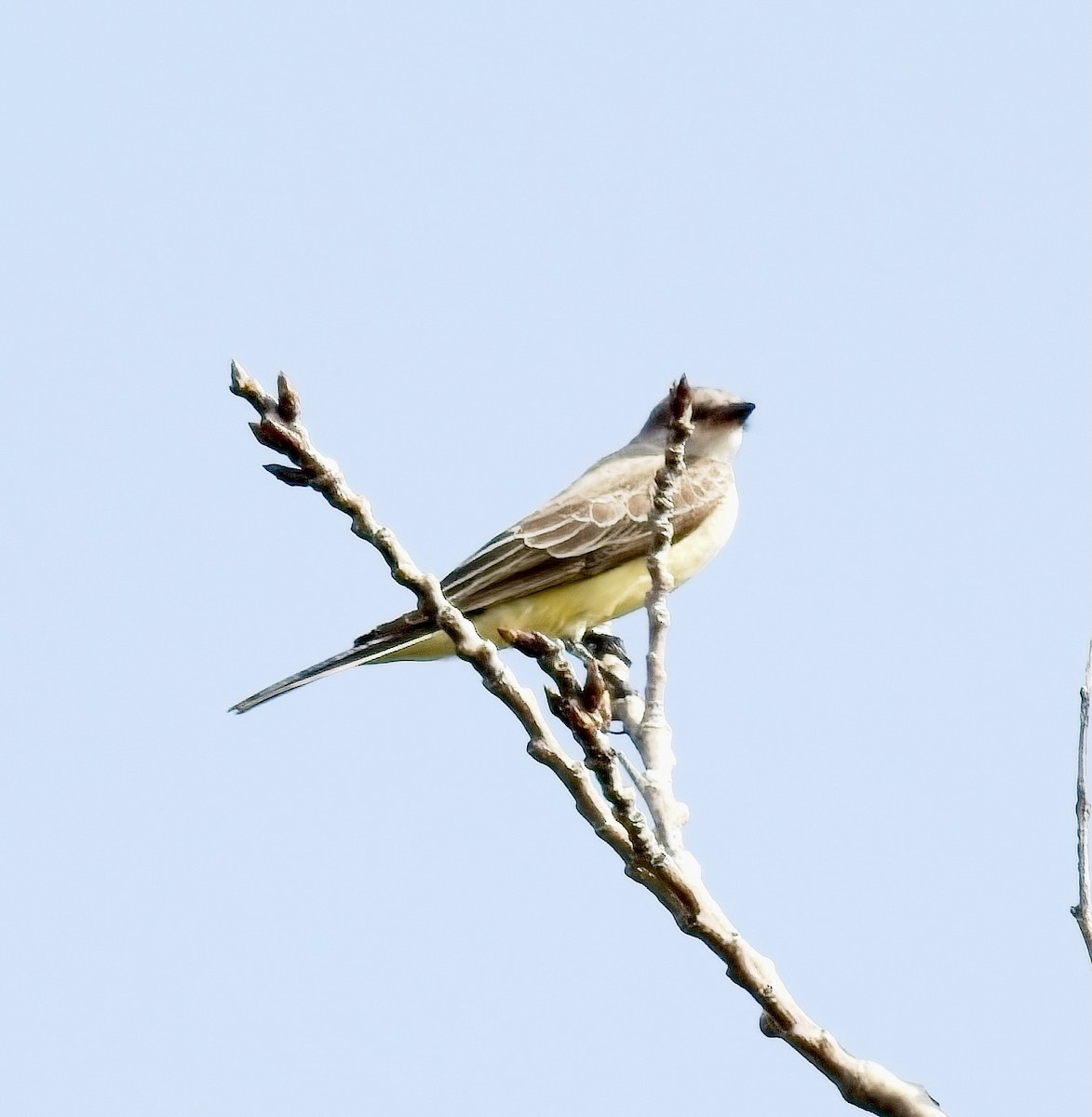 Western Kingbird - Michael Yellin