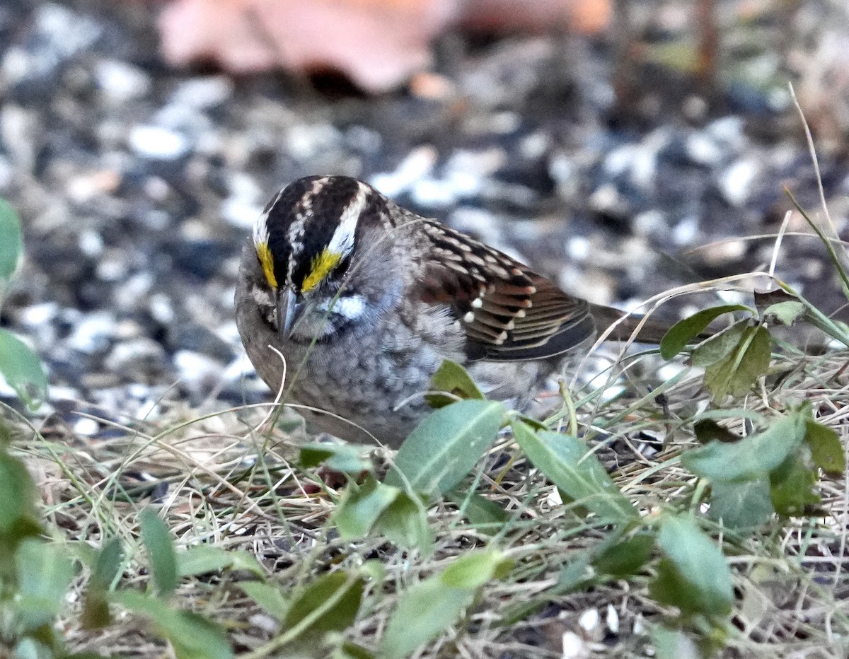 White-throated Sparrow - ML624523008