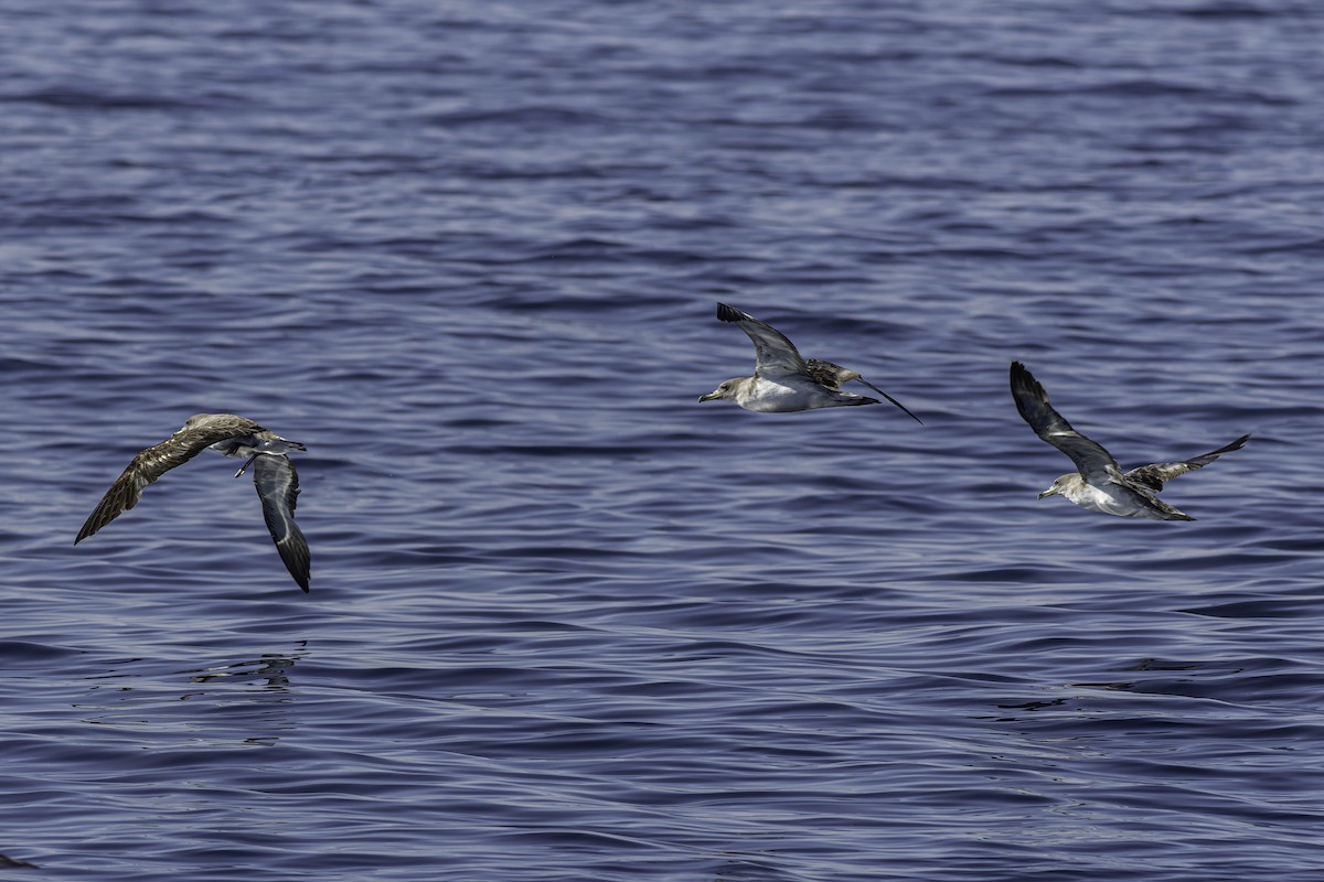 Cory's Shearwater (Scopoli's) - ML624523022