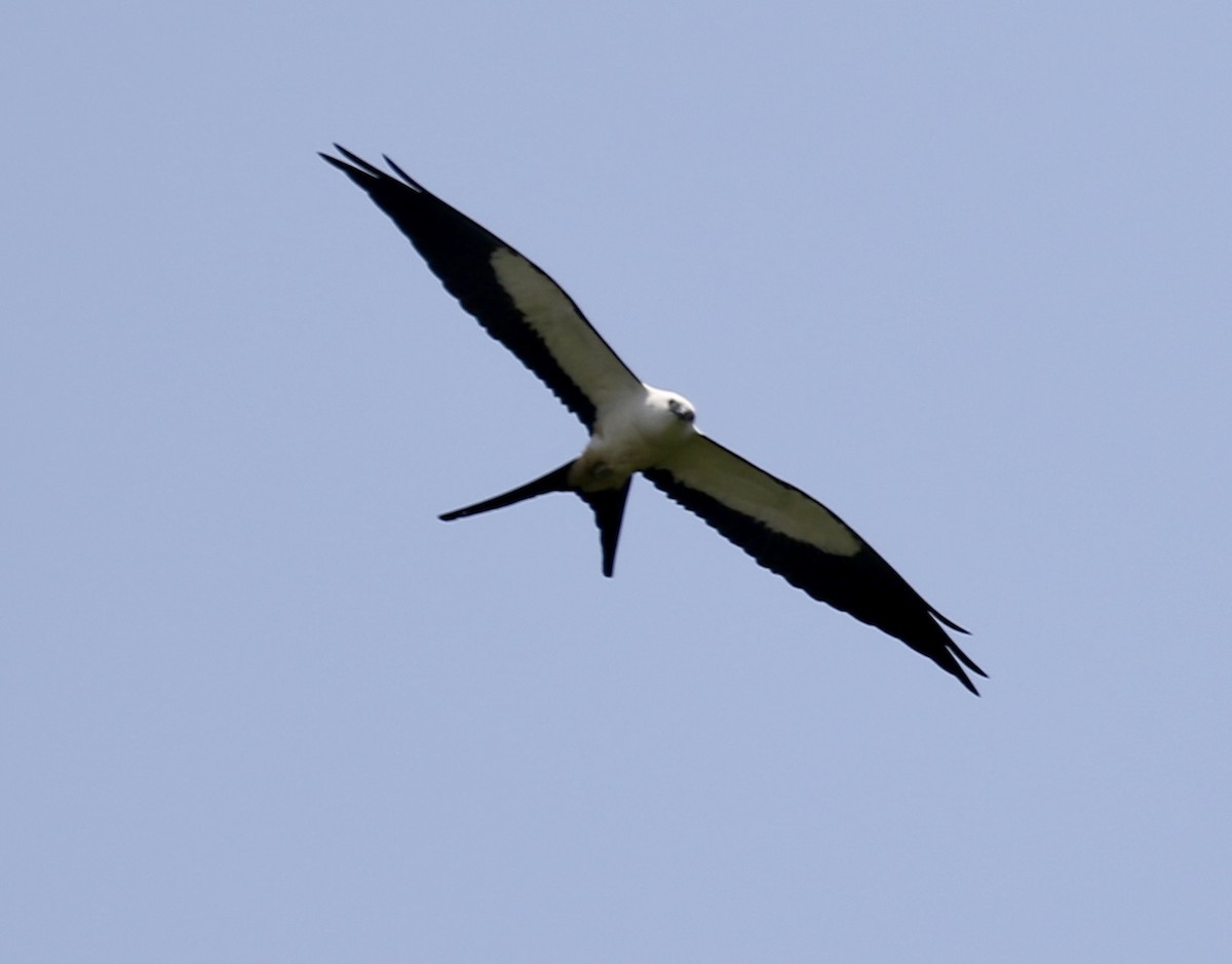 Swallow-tailed Kite - ML624523037