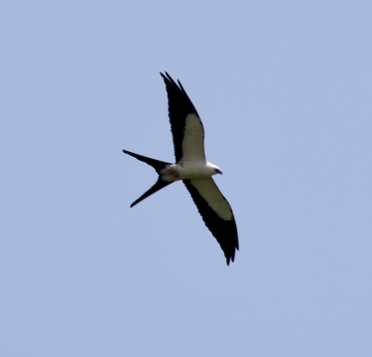 Swallow-tailed Kite - ML624523038