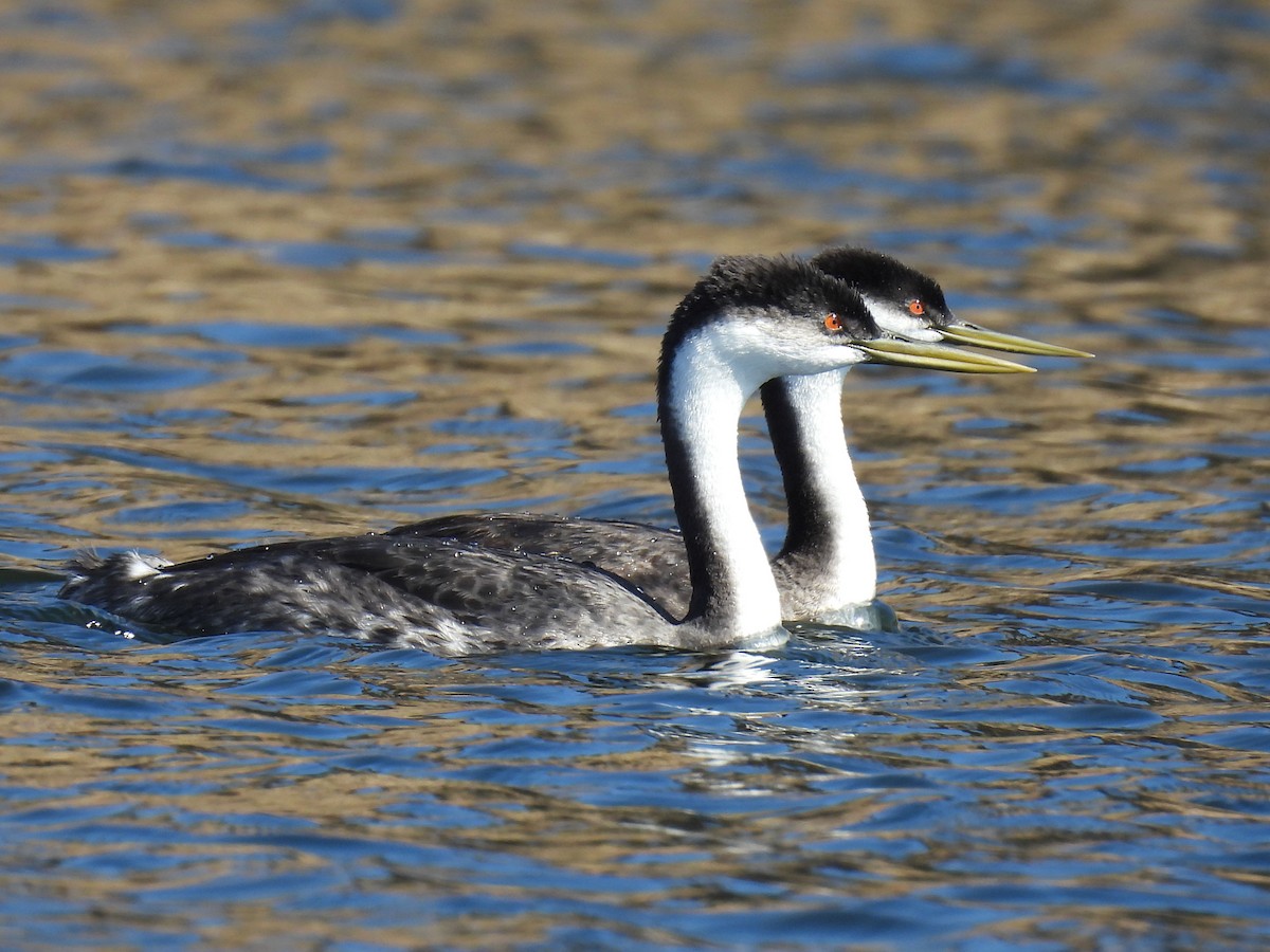 Western Grebe - ML624523066