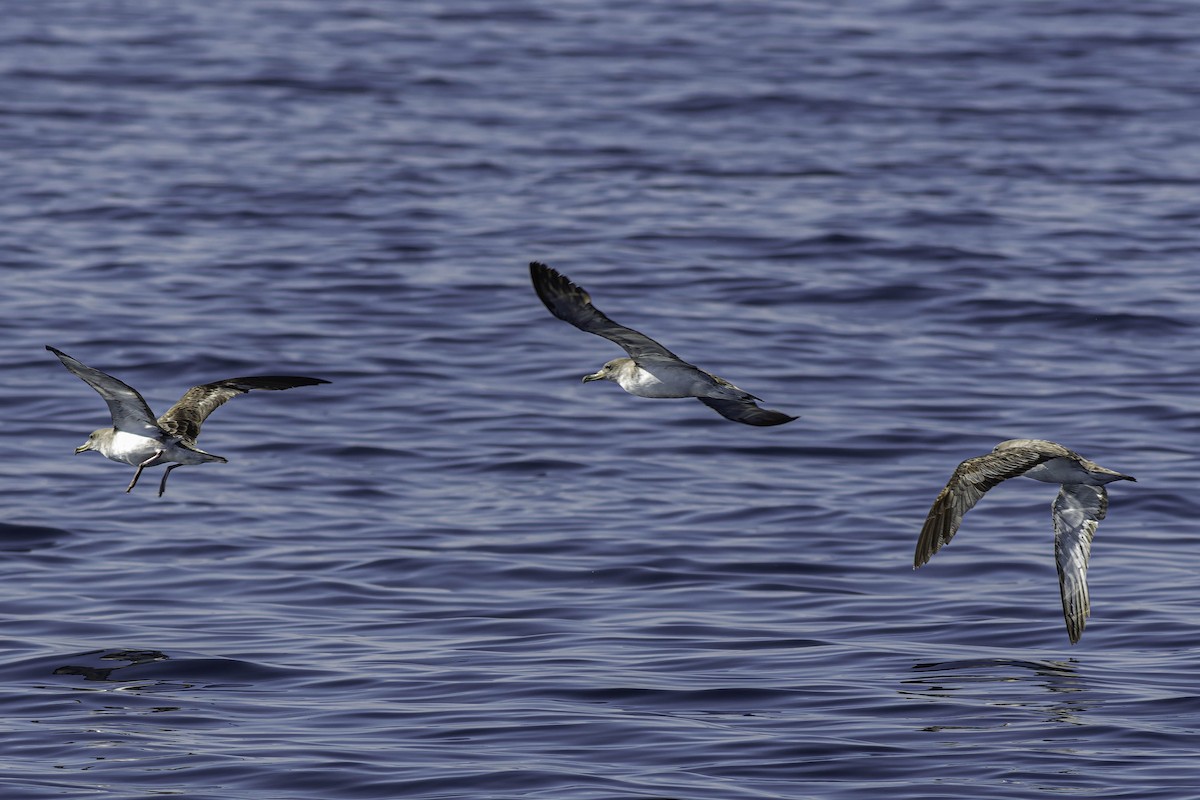 Cory's Shearwater (Scopoli's) - ML624523096