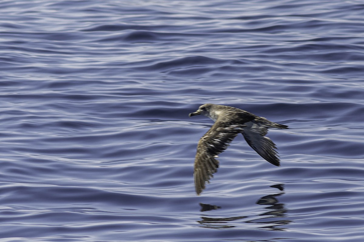 Cory's Shearwater (Scopoli's) - ML624523105