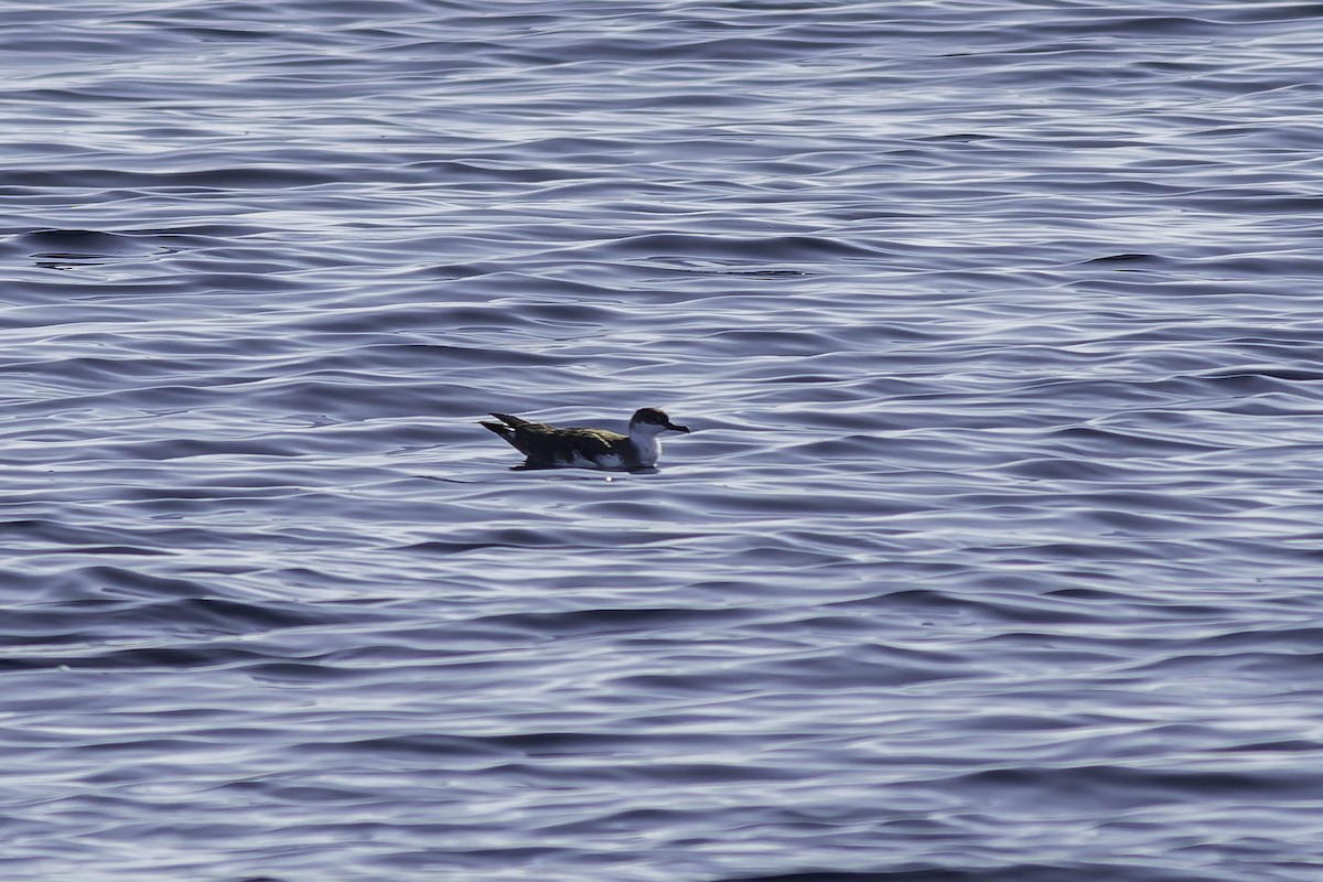 Manx Shearwater - ML624523121