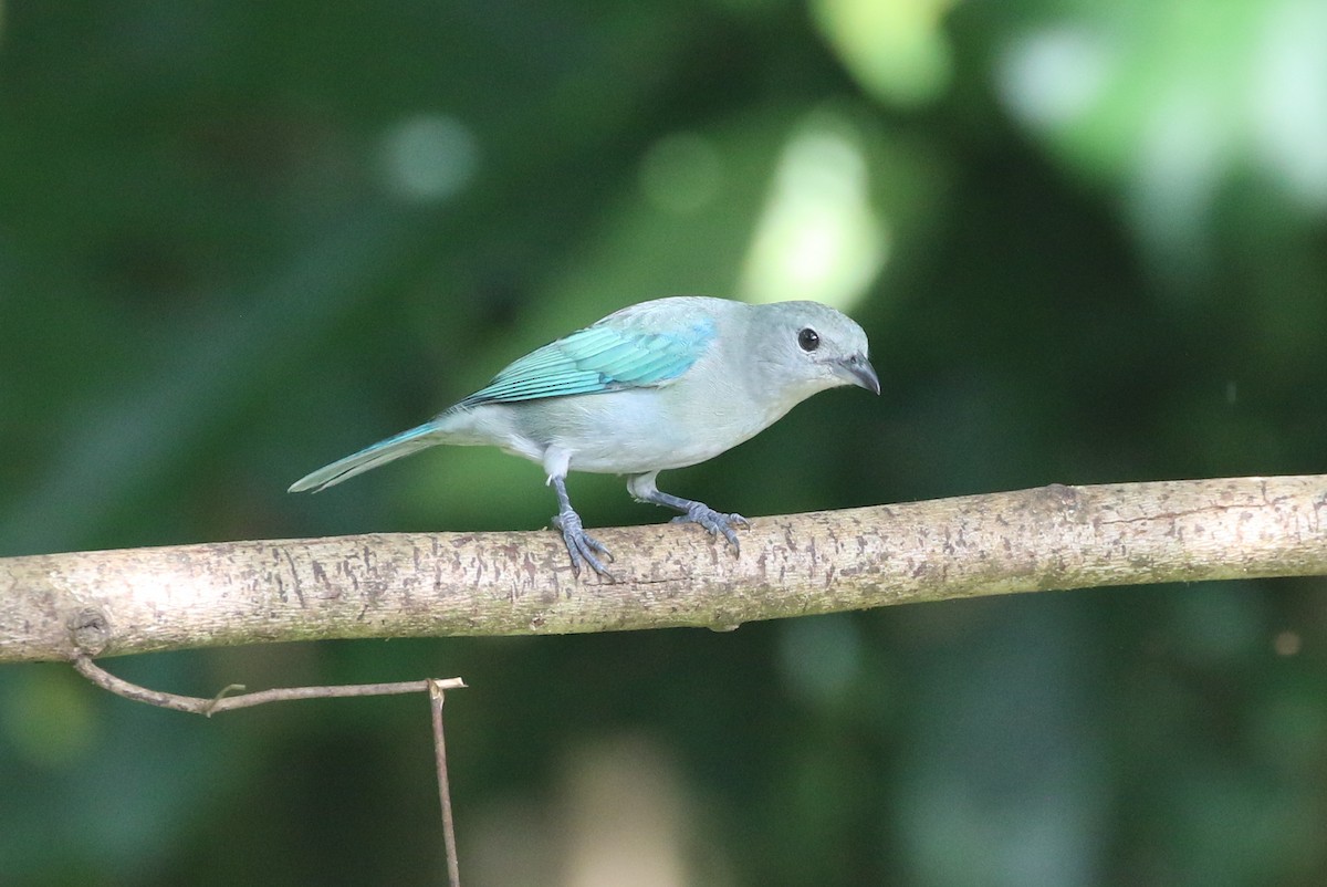 Blue-gray Tanager - ML624523129