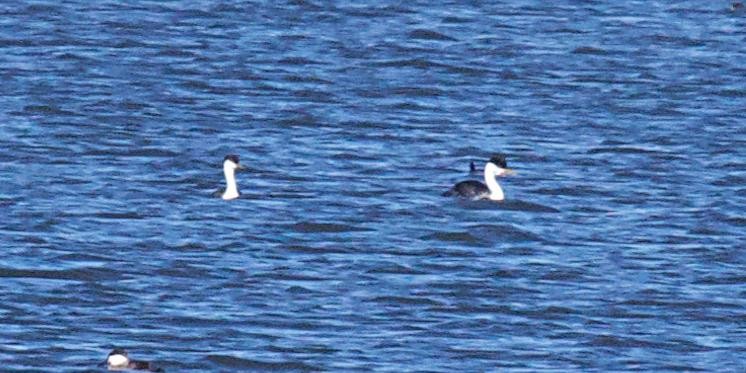 Western Grebe - ML624523130