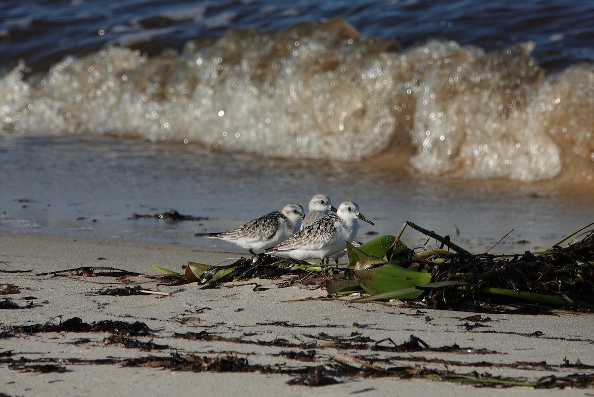 Sanderling - ML624523135