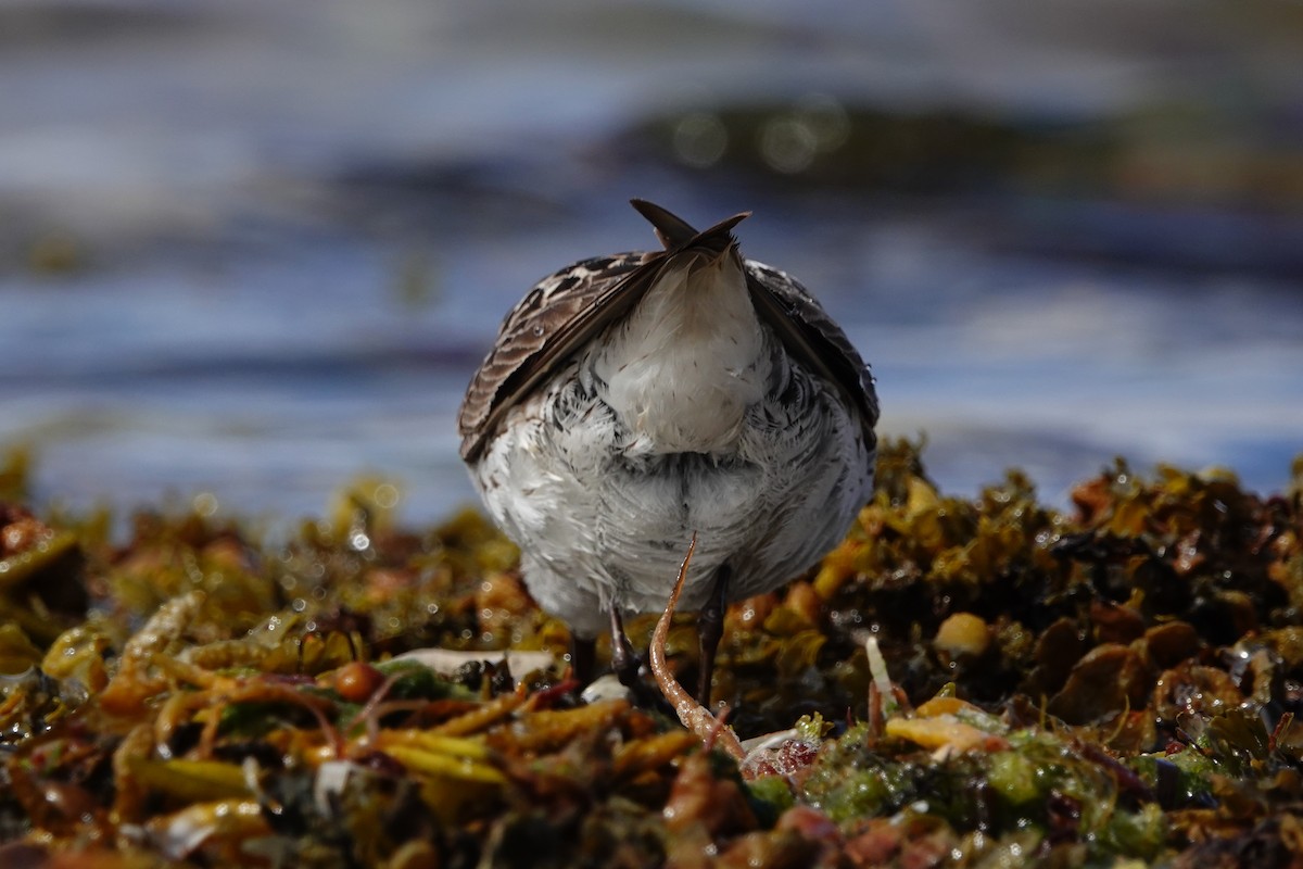 White-rumped Sandpiper - J.K. R.