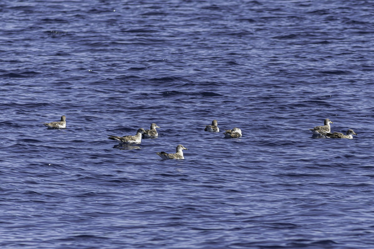 Cory's Shearwater - ML624523278