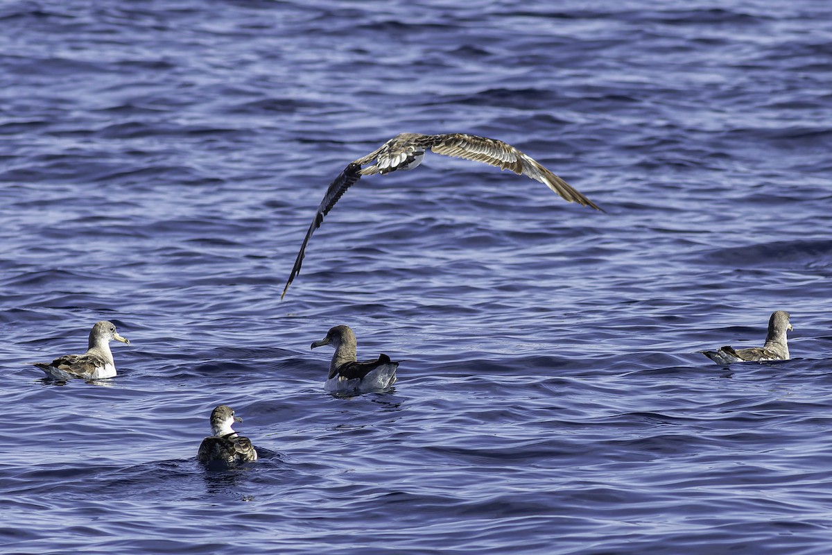 Cory's Shearwater - ML624523307