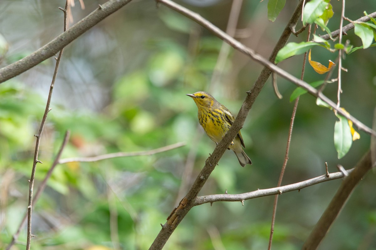 Cape May Warbler - ML624523326