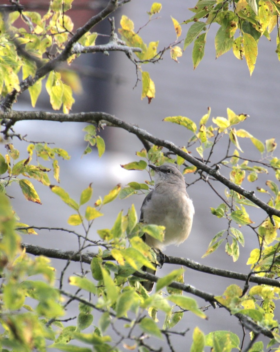 Northern Mockingbird - ML624523331