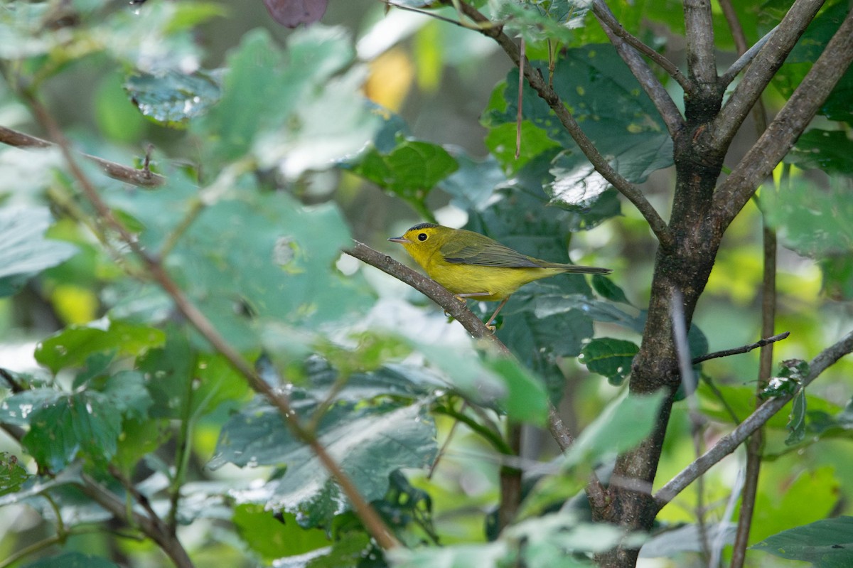 Wilson's Warbler - David Ferris