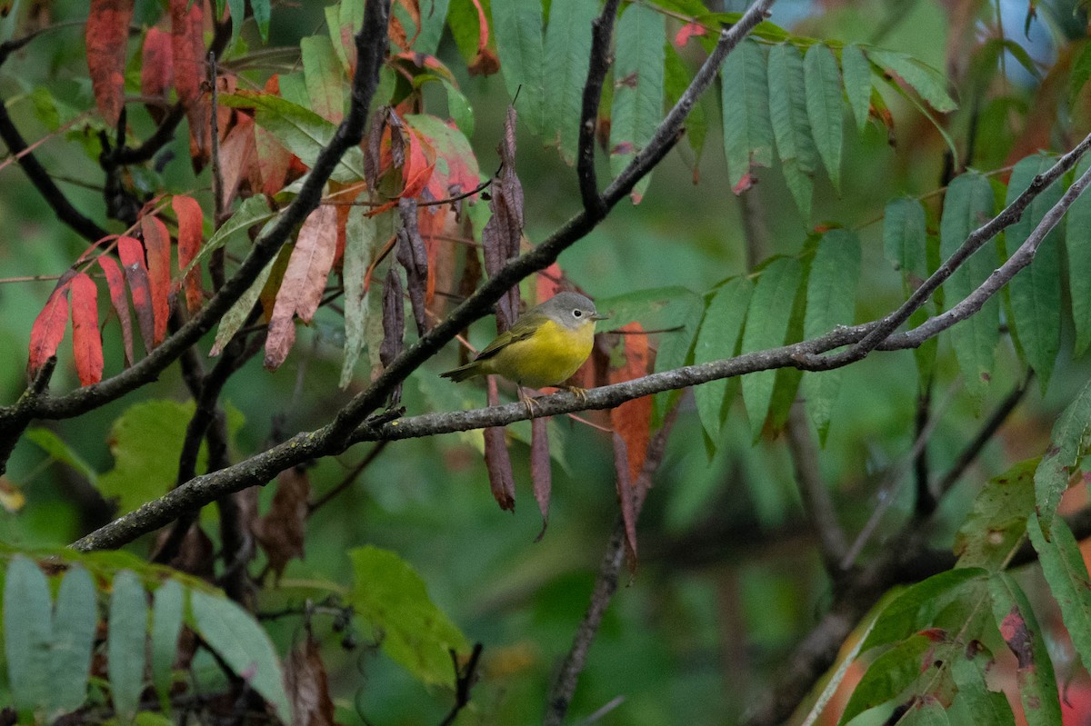 Nashville Warbler - ML624523347