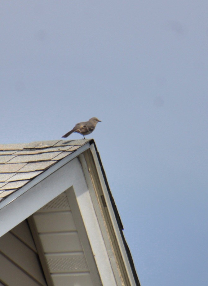 Northern Mockingbird - ML624523350