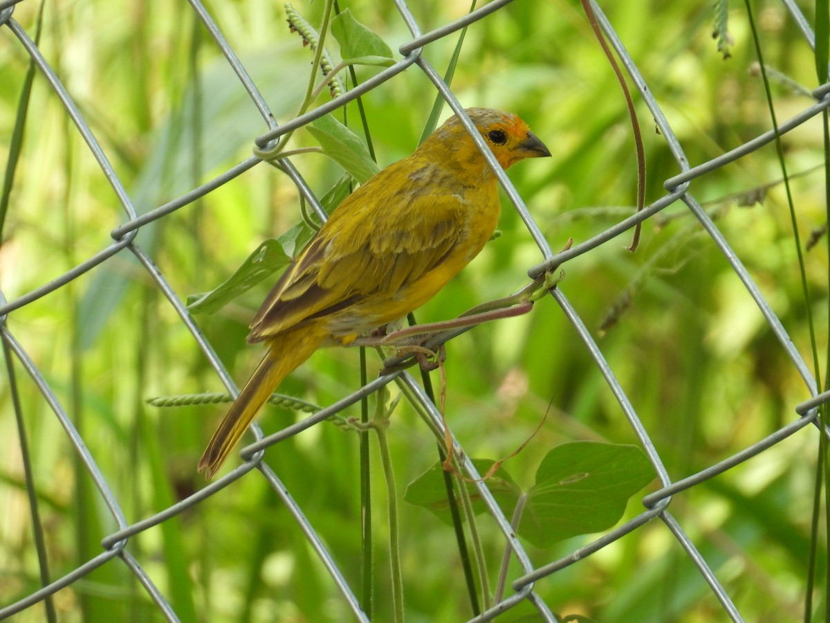 Saffron Finch - ML624523376