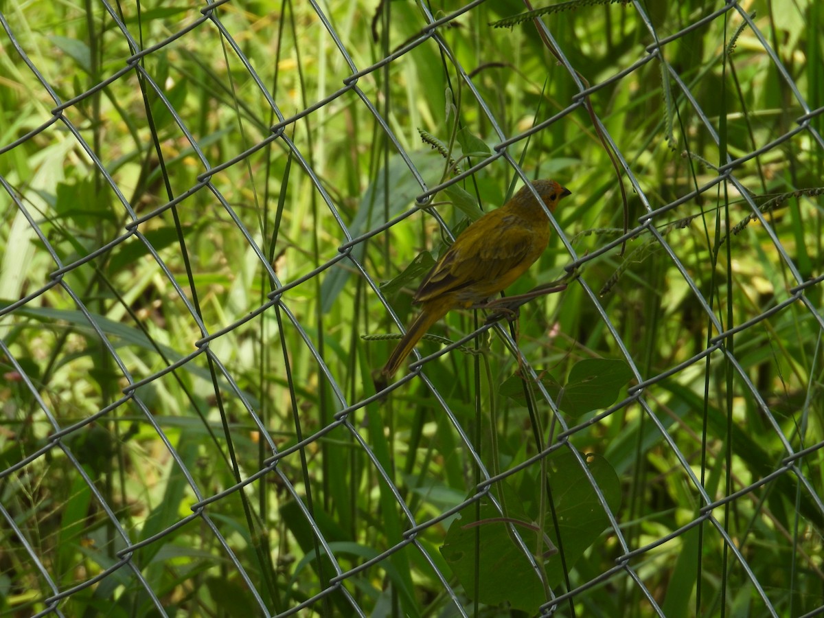 Saffron Finch - ML624523377