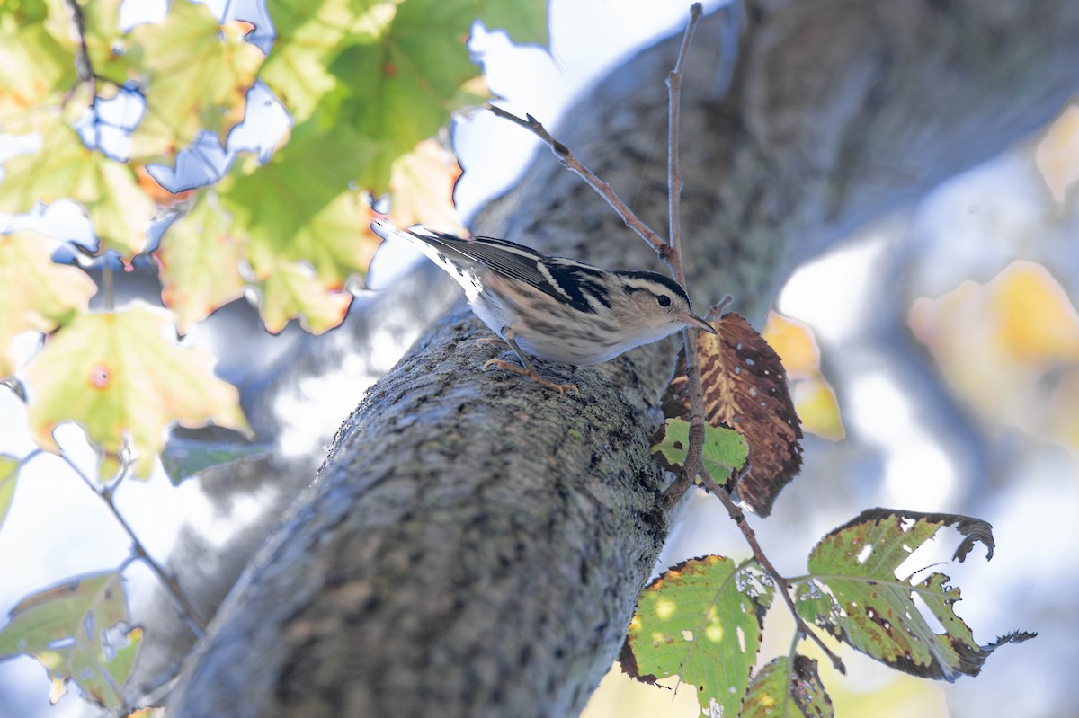 Black-and-white Warbler - ML624523389