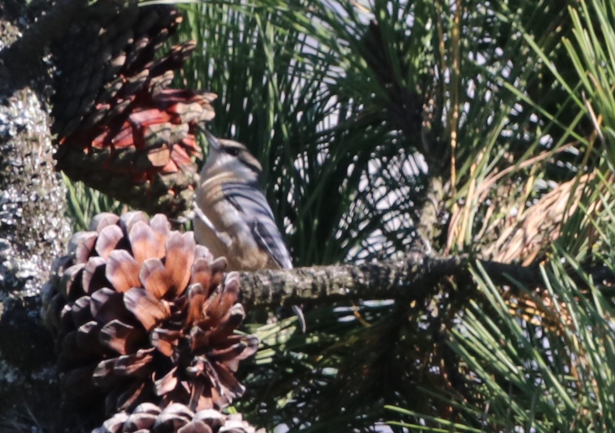 Pygmy Nuthatch - ML624523408