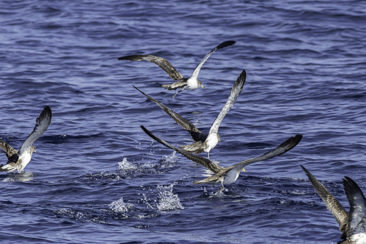 Cory's Shearwater (Scopoli's) - ML624523417