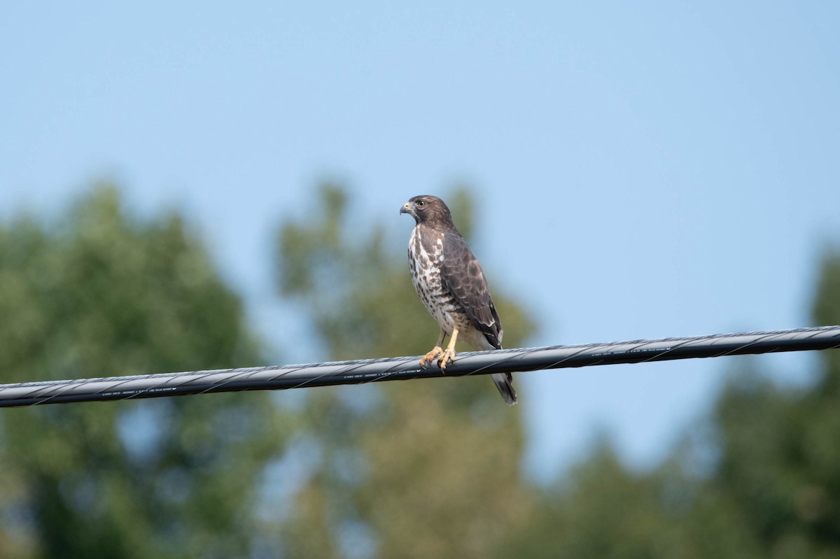 Broad-winged Hawk - ML624523421