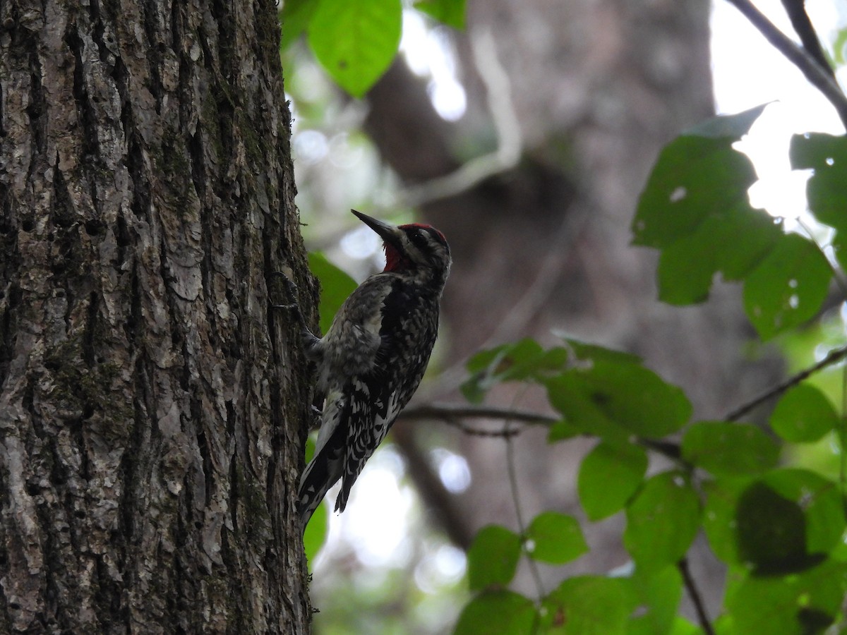 Yellow-bellied Sapsucker - ML624523477