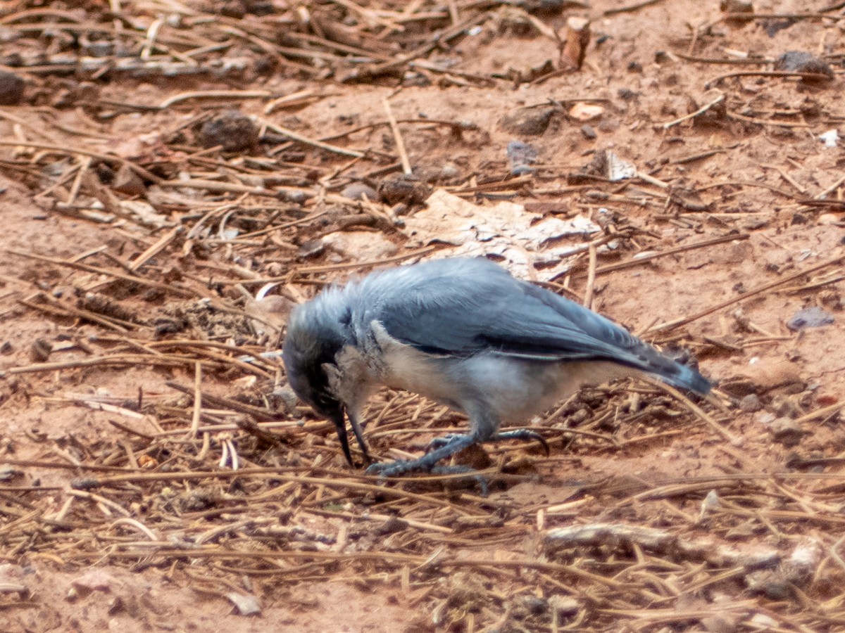 Pygmy Nuthatch - Leslie Morgan