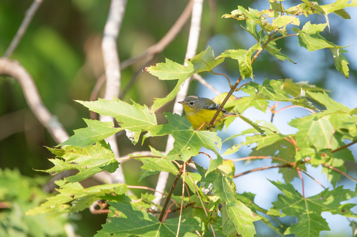 Magnolia Warbler - ML624523485