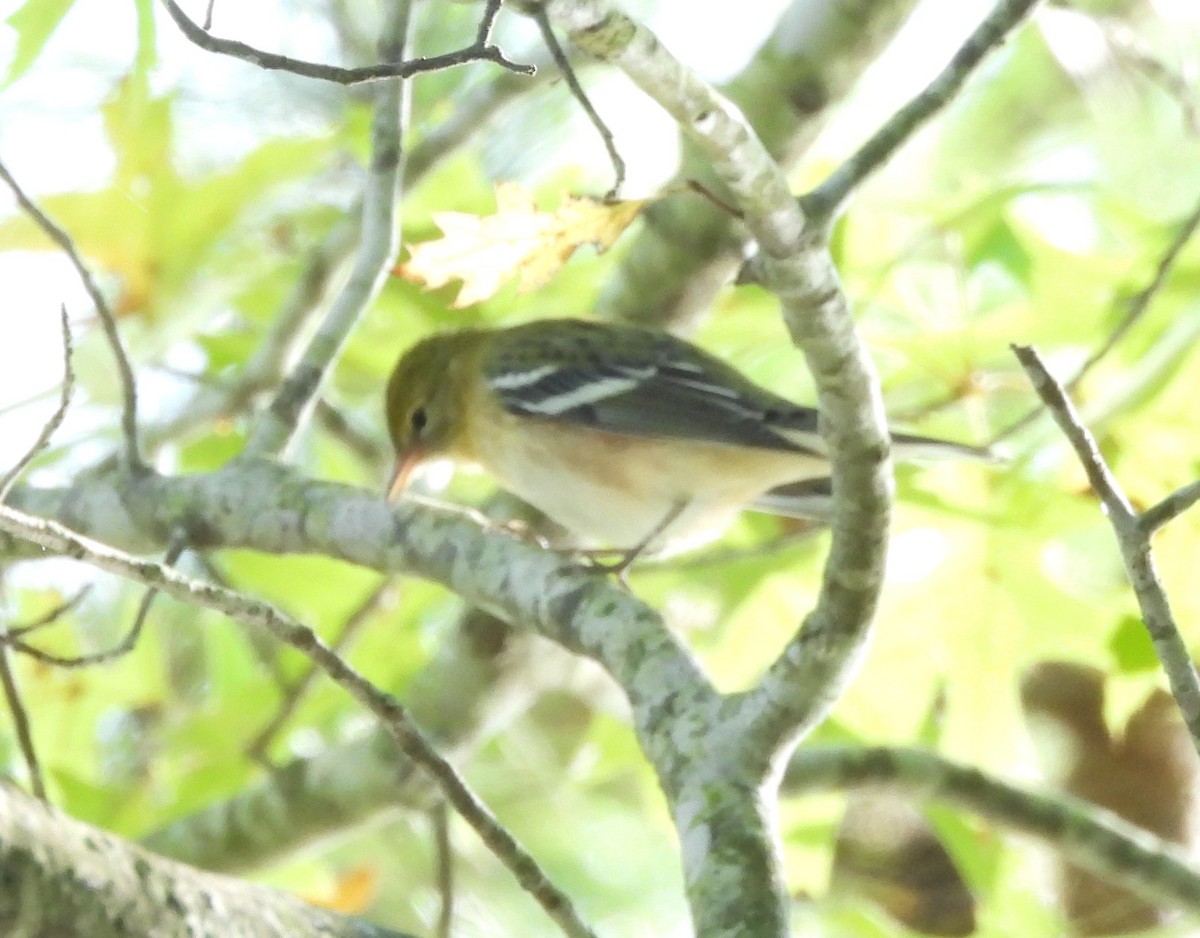 Bay-breasted Warbler - ML624523519