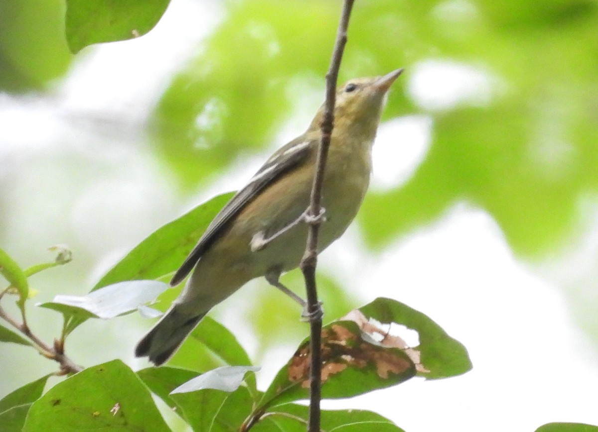 Bay-breasted Warbler - ML624523520