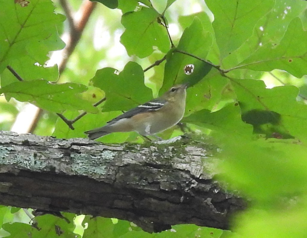 Bay-breasted Warbler - ML624523521