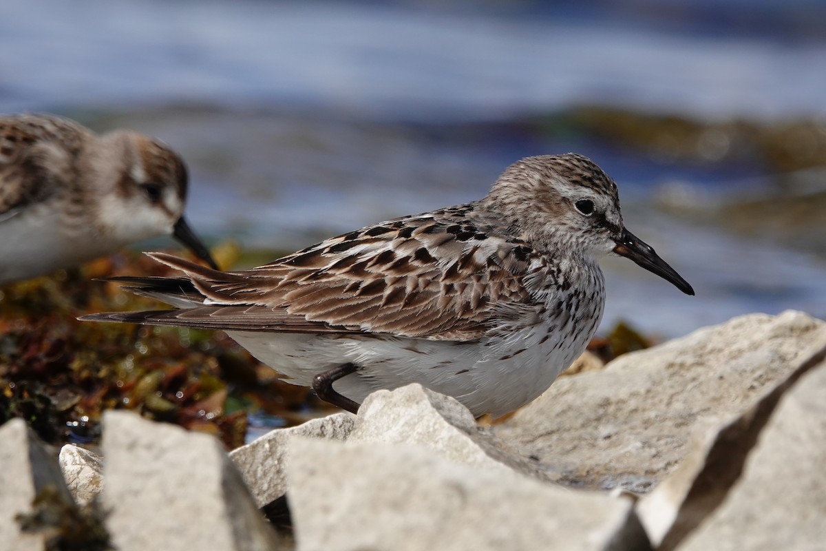 White-rumped Sandpiper - J.K. R.