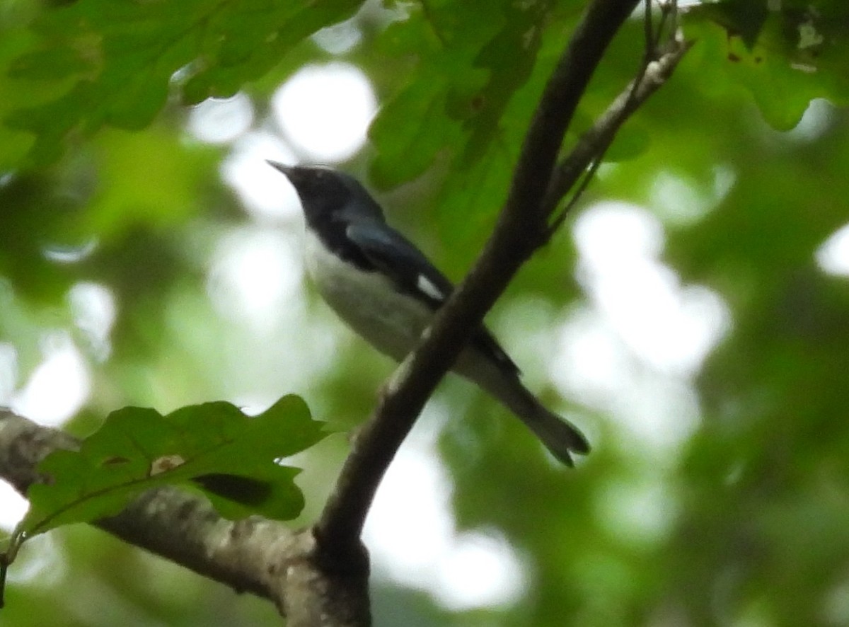 Black-throated Blue Warbler - ML624523557