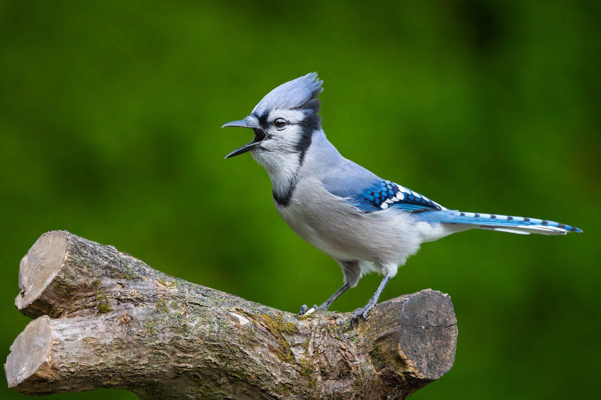 Blue Jay - ML624523563