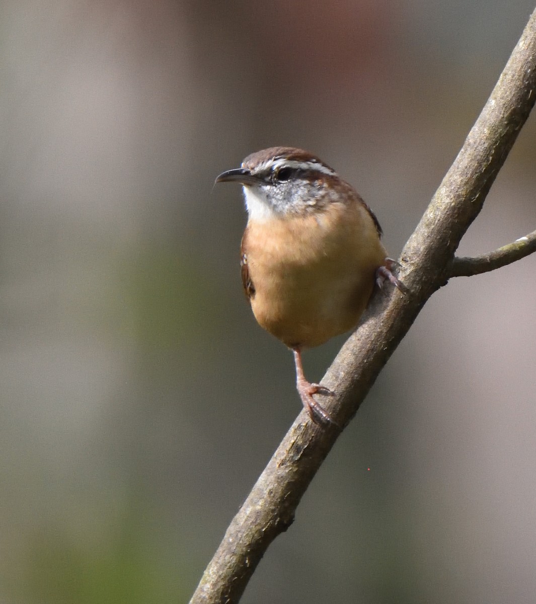 Carolina Wren - ML624523624