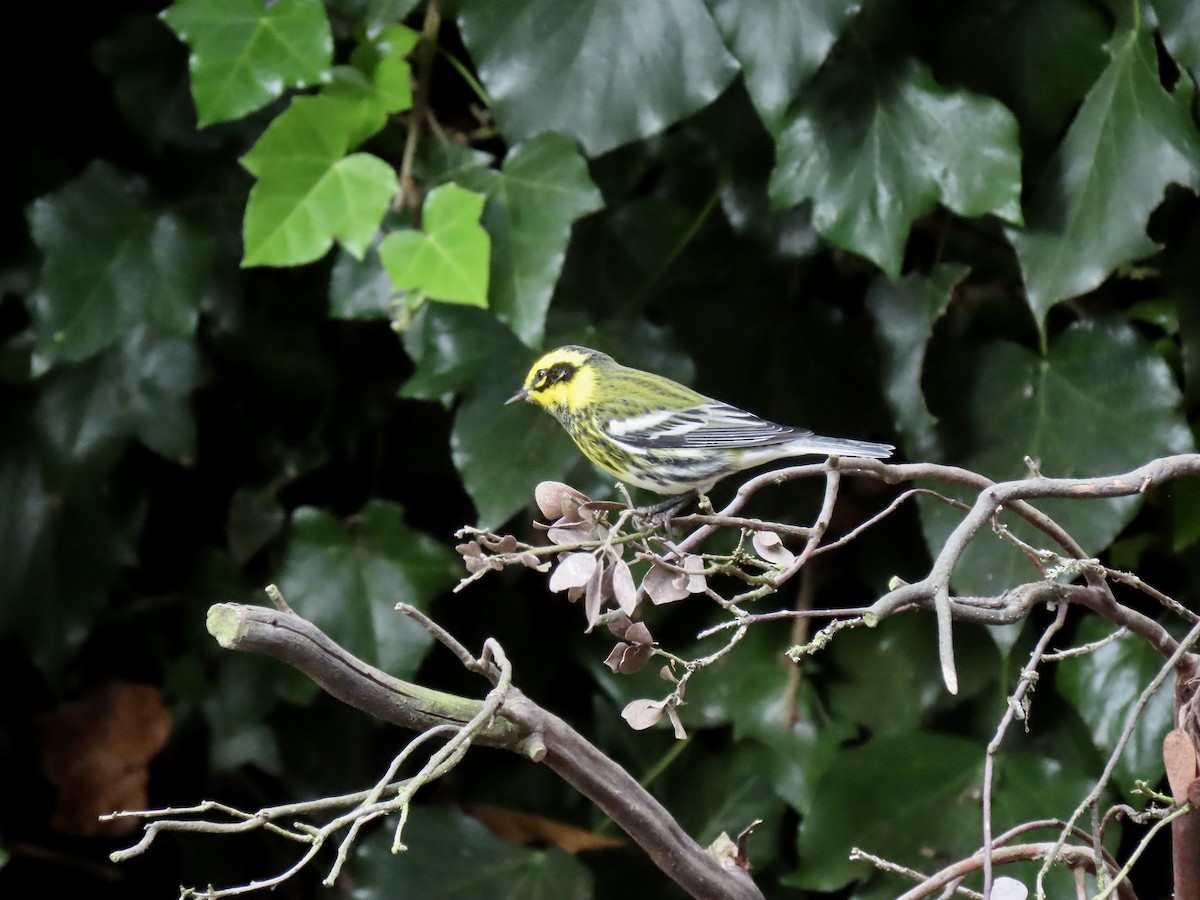 Townsend's Warbler - ML624523636