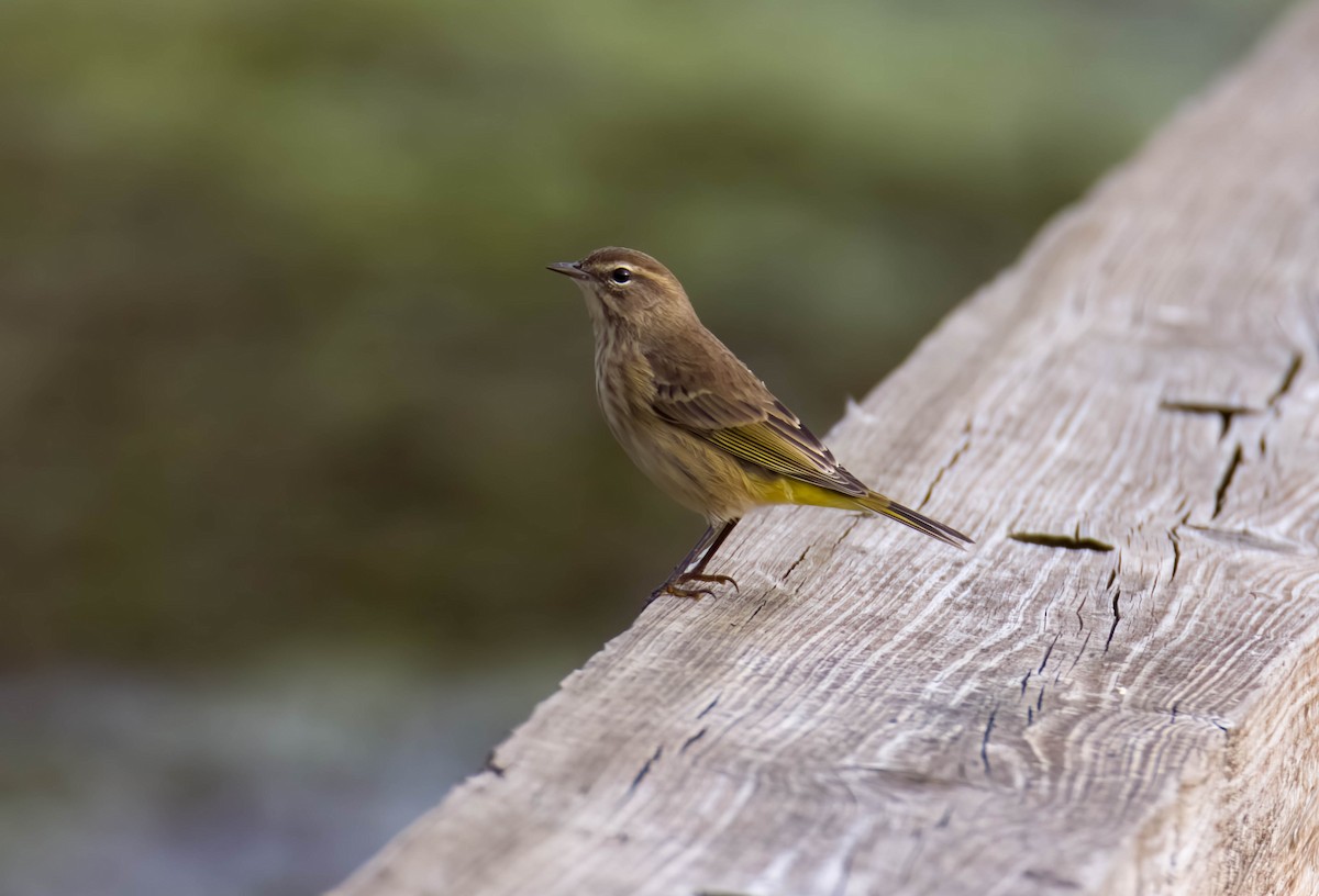 Palm Warbler - ML624523642