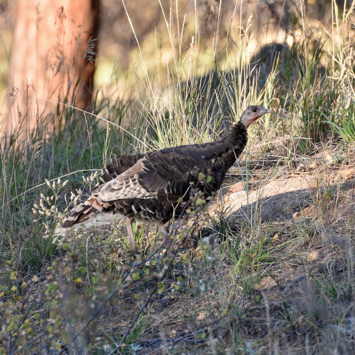 Wild Turkey - ML624523643