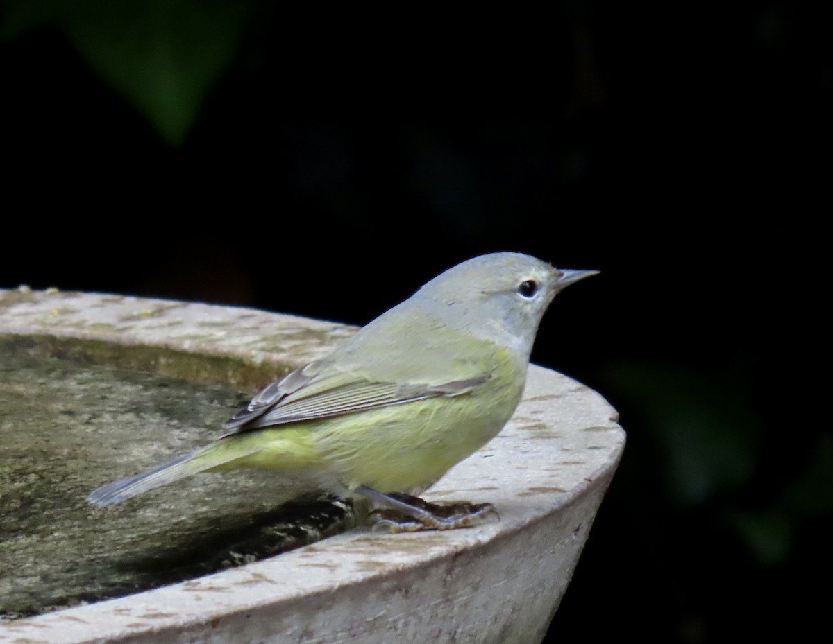 Orange-crowned Warbler - ML624523646