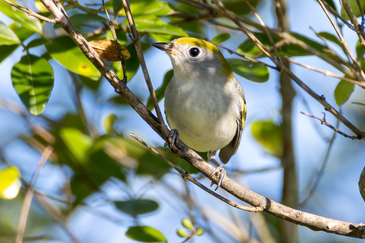 Chestnut-sided Warbler - ML624523649