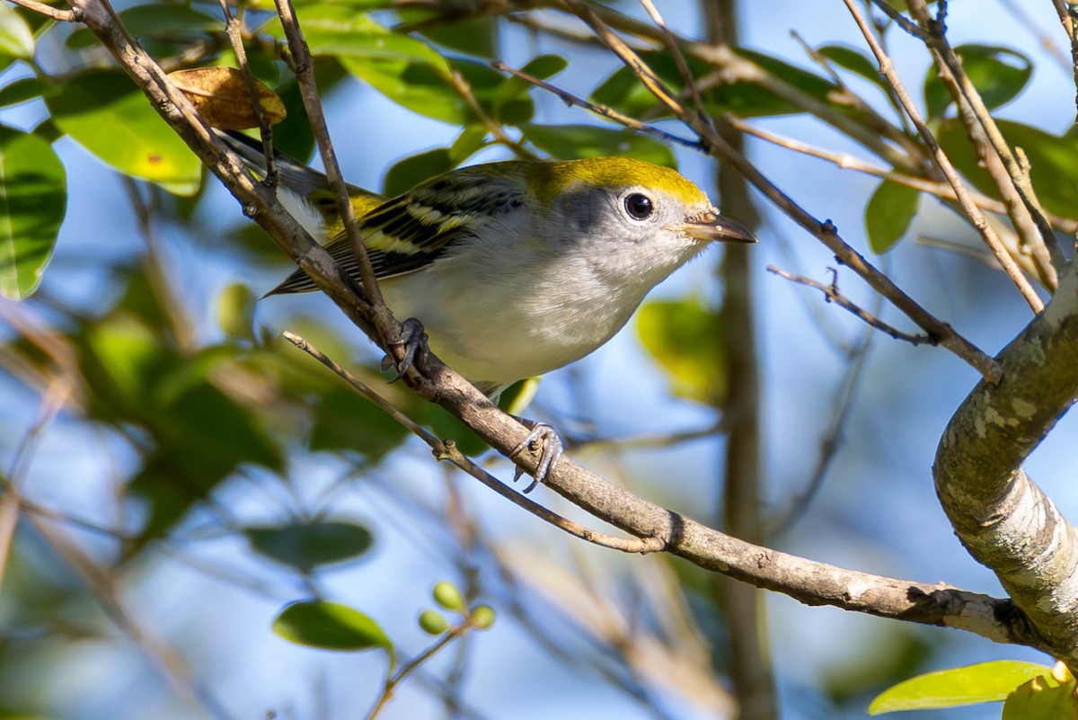 Chestnut-sided Warbler - James Davis