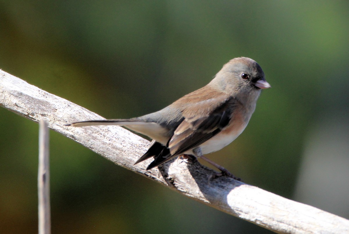 Dark-eyed Junco - ML624523739