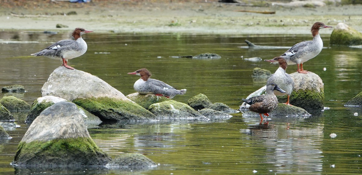 Common Merganser - mc coburn