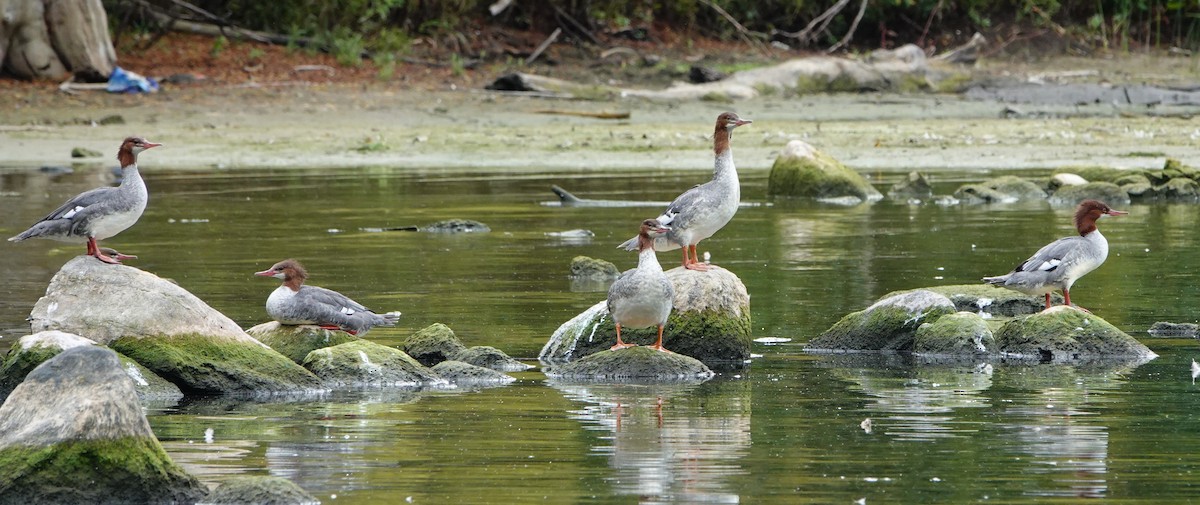 Common Merganser - ML624523782