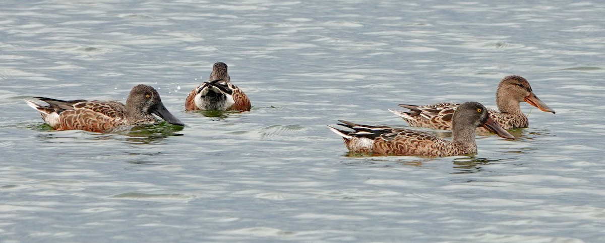 Northern Shoveler - ML624523790