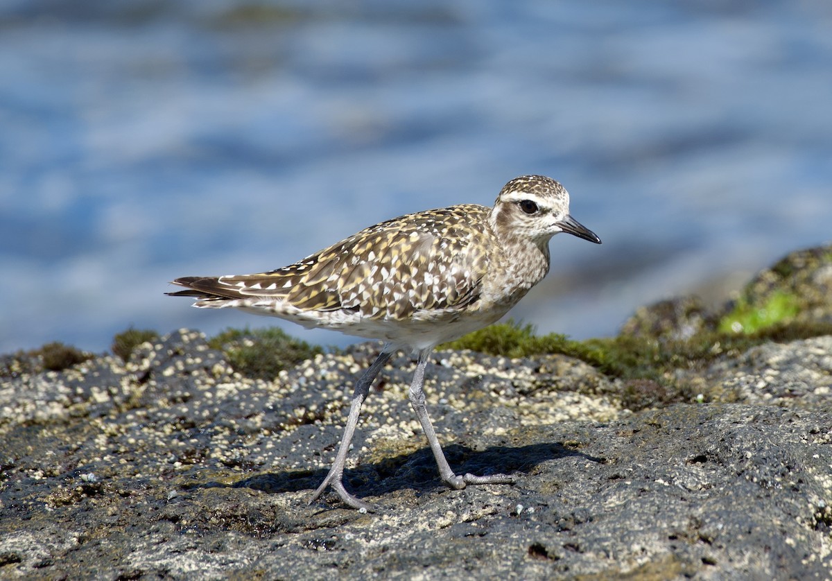 Pacific Golden-Plover - ML624523792